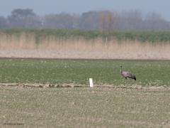 Kraanvogel  20210331  Net voorbij de Brouwersdam, bij Visschershoek, vond ik afgelopen woensdag deze kraanvogel. In zijn eentje. Waarschijnlijk een tweedejaars juveniel. De foto's zijn niet best maar dat krijg je als de afstand zoals hier 175 meter is en dat bij zonnig weer met volop warmtetrillingen. Kraanvogels zijn alleseters. Wanneer ze in hun broedgebied of in hun winterverblijf zijn, eten ze voornamelijk dierlijk voedsel zoals grote insecten, wormen en amfibieën. Hier op doortrek in akkerbouwgebieden
