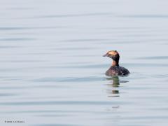 Kuifduiker  20210404  Afgelopen woensdag foerageerde voor de Brouwersdam in de Noordzee een kuifduiker die al vergaand in zomerkleed was. Ze hebben heel kenmerkend een wit puntje aan de snavel en in het rode oog een wit irisringetje; hier op de foto nog een klein beetje te zien. De gele kuif wordt dikker en minder gespreid gedragen dan door de geoorde fuut. Daar lijkt ie wel op, het is ook een lid van de futenfamilie. Eerder, in februari, fotografeerde ik hier al eens de kuifduiker in winterkleed. Wat een v