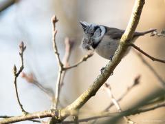 Kuifmees  20210406  Er zijn alweer heel wat nestjes gebouwd dit voorjaar. Sovon schat dat er ca. 15.000 kuifmeesnestjes worden gebouwd in Nederland. Als ik had moeten raden had ik voor een hoger aantal gegaan. Hopelijk is deze bouwvakker niet voor niks bezig en worden in hun huisje meerdere kuifjes groot gebracht. Niet alleen dat kuifje doet hem eenvoudig herkennen maar ook zijn liedje is niet zo moeilijk te herkennen.