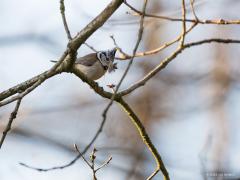 Kuifmees  20210406  Er zijn alweer heel wat nestjes gebouwd dit voorjaar. Sovon schat dat er ca. 15.000 kuifmeesnestjes worden gebouwd in Nederland. Als ik had moeten raden had ik voor een hoger aantal gegaan. Hopelijk is deze bouwvakker niet voor niks bezig en worden in hun huisje meerdere kuifjes groot gebracht. Niet alleen dat kuifje doet hem eenvoudig herkennen maar ook zijn liedje is niet zo moeilijk te herkennen.