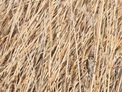 Rietgors  20210408  schoeniclus) Welke gors woont in het riet? Inderdaad, de rietgors. En wie wil er eigenlijk niet in de vogelwereld gezien worden, het mannetje of het vrouwtje? Inderdaad, het vrouwtje. Zo tussen het riet valt deze dame dan ook niet best op, de kleuren gaan vergaand op in die van het riet. Dat onderscheid tussen man en vrouw is niet altijd zo duidelijk als bij de rietgors. Immers, bij best veel vogels is er nauwelijks verschil op te merken.