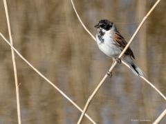 Rietgors  20210410  schoeniclus) Eerder liet ik het onopvallende vrouwtje zien. Hier een voor- en achteraanzicht van het mannetje.  Meneer is best makkelijk te herkennen. Niet omdat ie veel kleuren toont, toch is ie heel herkenbaar met zijn zwarte, bruine en grijze tinten. Bovendien is zijn zang best gemakkelijk te leren herkennen. Een eenvoudig goed herkenbaar riedeltje.