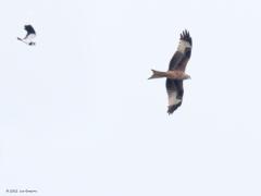 Rode Wouw  20210415  Een foto voor de vogelliefhebber, niet zo zeer voor de fotoliefhebber. Want best bijzonder is de foto wel denk ik. Gisteren zag ik op grote afstand boven de Eldertstraat een roofvogel vliegen. Gauw met de kijker in beeld genomen. Verdorie, een gevorkte staart, wouw een wouw! Gauw mijn camera op de vogel gericht en een aantal kliks gemaakt. In het camerabeeld zag ik dat er nog een vogel bij de wouw vloog. De wouw werd duidelijk weg gepest. Eigenlijk wel jammer, vliegt er een keer ee
