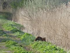 Vos  20210417  Toen ik afgelopen dinsdag het grenspadje in De Matjens op liep meende ik in de rietkraag een hert, nee, een hond te zien. Aarzelend werd een eerste stap gezet in de natte rietkraag. Dat beviel niet echt, toch wat te nat naar de zin denk ik en het mooie dier kwam weer op de kant staan. De pels duidelijk flink nat. Toen werd ik snel gezien. Ik had al door gekregen dat het een vos was. De vos had geen zin een een praatje en besloot toen alsnog in de natte rietkraag te verdwijnen. Mooi dat d