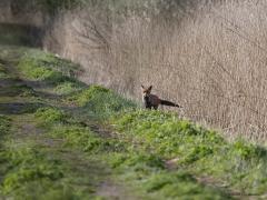 Vos  20210413  De Matjens