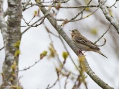 Boompieper  20210519  De boompieper lijkt veel op de graspieper maar de boompieper is contrastrijker en heeft een kortere achternagel. Bovendien doet ie zijn naam eer aan en zit vaak in een boom van waaruit hij dan typische vluchtjes maakt met een soort parachutelandinkje. Ze zingen vaak, ook kenmerkend. Met een lange sluitertijd van 1/60 seconde zoals hier, is mooi te zien dat, net als bij ons, alleen de ondersnavel, de onderkaak, beweegt bij het praten c.q. zingen.