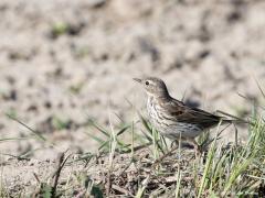 Graspieper  20200519  Zeeland