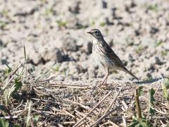 Graspieper  20200519  Zeeland