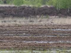 Groenpootruiter  20210508  Zundert Oude Buisse Heide