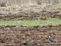 Groenpootruiter  20210508  Zundert Oude Buisse Heide