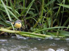 Grote gele kwikstaart  20210509  Hier een oudervogel druk in de weer om de kleintjes groot te krijgen. De snavel vol met insecten, vol met kostbare eiwitten. Met name die dierlijke eiwitten zijn voor jonge vogels van vitaal belang.