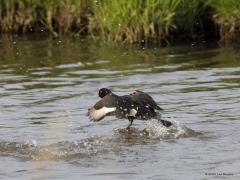 Kuifeend  20210430  Eenden hebben kleine maar krachtige vleugels. Als het moet, bijvoorbeeld op een klein plasje of in een moeras, dan kunnen ze met die vleugels loodrecht opvliegen, als een helicopter. Is er echter ruimte, zoals hier in de Aa of Weerijs, dan gebruiken ze graag een opstartbaan, dat spaart energie. Ze rennen zich dan als het ware uit het water. Hun krachtige poten geven hun een voorwaartse snelheid waarna opstijgen gemakkelijker wordt. Ze rennen zelfs nog even als ze al los zijn van h