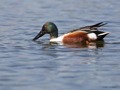 Slobeend  20210331  Zeeland Wissenkerken