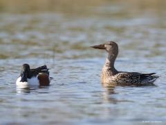 Slobeend  20210331  Zeeland Wissenkerken