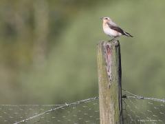 Tapuit  20210512  Zundert Pannenhoef Bolderpad