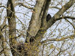 Zwarte kraai  20210527  Twee weken terug liep ik uit bij een kraaiennest. Gemaakt in een vork van een boomstam. Het viel op omdat er een viertal kleuters in de boom zaten die opmerkelijk stil waren en gewoon bleven zitten. Te groot geworden om allemaal in het nest te passen waren het maar takkelingen geworden. De zwarte kraai broedt vanaf eind maart tot juni en heeft één legsel van meestal zo'n 4 eieren. De eieren zijn circa 40 × 34 mm groot, glanzend blauwgroen met donkere vlekken. De broedduur is ca.