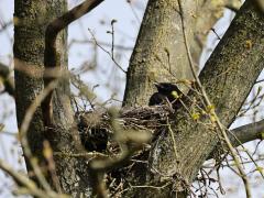 Zwarte kraai  20210527  Twee weken terug liep ik uit bij een kraaiennest. Gemaakt in een vork van een boomstam. Het viel op omdat er een viertal kleuters in de boom zaten die opmerkelijk stil waren en gewoon bleven zitten. Te groot geworden om allemaal in het nest te passen waren het maar takkelingen geworden. De zwarte kraai broedt vanaf eind maart tot juni en heeft één legsel van meestal zo'n 4 eieren. De eieren zijn circa 40 × 34 mm groot, glanzend blauwgroen met donkere vlekken. De broedduur is ca.