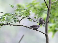 Zwartkop  20210521  Deze foto laat ik zien omdat hier iets niet klopt. We zien een hitsig stelletje van een van ons meest gewaardeerde zangvogeltjes. Het stel kreeg als soortnaam mee 'zwartkop'. Maar ik zie een zwarte en een bruine kruin. Het mannetje zwart maar het vrouwtje bruin. Er zal binnenkort wel een proces worden aangespannen met als eis aanpassing van de naam.