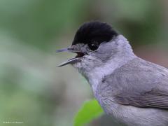 Zwartkop  20210525  Omdat ie lekker even dichtbij kwam zitten, op een meter of vier, zijn alle details van zijn verenkleed te zien. Kenmerkend ook zijn de korte harde stoppeltjes onder het oog. Dat hebben alle vogels. Zal wel voor bescherming van het oog zijn? Misschien moeten die stoppeltjes botsingen met takjes kunnen weerstaan? Ik zie ook nog wat spinrag zitten.