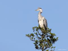 Blauwe Reiger  20210606  Mooi weer, mooie lucht, mooie reiger, mooie setting. Deze reiger zocht het hoogste punt op om eens goed rond te kijken.