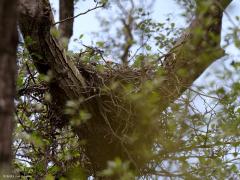 Buizerd  20210612  Met een gerust hart kan ik deze foto's van een buizerdnest, best hoog in de vork van een forse boom, laten zien omdat ik weet dat ondertussen alle kuikens gezond groot zijn geworden en zijn uitgevlogen. Helaas worden nog wel eens nesten vernield door jachtfans. Hier ging alles goed en kon ik over de weken heen een aantal foto's maken. Steeds van grote afstand en dan moet je geluk hebben dat de kuikens goed te zien zijn. Als eerste enkele foto's na de eerste week na uitkomen van de eieren,