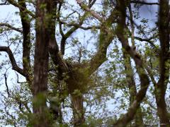 Buizerd  20210612  Met een gerust hart kan ik deze foto's van een buizerdnest, best hoog in de vork van een forse boom, laten zien omdat ik weet dat ondertussen alle kuikens gezond groot zijn geworden en zijn uitgevlogen. Helaas worden nog wel eens nesten vernield door jachtfans. Hier ging alles goed en kon ik over de weken heen een aantal foto's maken. Steeds van grote afstand en dan moet je geluk hebben dat de kuikens goed te zien zijn. Als eerste enkele foto's na de eerste week na uitkomen van de eieren,