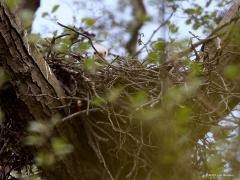 Buizerd  20210612  Met een gerust hart kan ik deze foto's van een buizerdnest, best hoog in de vork van een forse boom, laten zien omdat ik weet dat ondertussen alle kuikens gezond groot zijn geworden en zijn uitgevlogen. Helaas worden nog wel eens nesten vernield door jachtfans. Hier ging alles goed en kon ik over de weken heen een aantal foto's maken. Steeds van grote afstand en dan moet je geluk hebben dat de kuikens goed te zien zijn. Als eerste enkele foto's na de eerste week na uitkomen van de eieren,