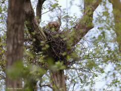 Buizerd  20210613  Het is hard werken voor beide ouders om die drie gulzige kuikens groot te brengen. Gelukkig waren dit jaar voldoende muizen beschikbaar in de directe omgeving. Je zou maar zo laag op de voedselladder staan als een muis, ben je mooi vaak de pineut. Leuk voor de buizerd, dramatisch voor de muis.