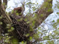 Buizerd  20210511  Zundert