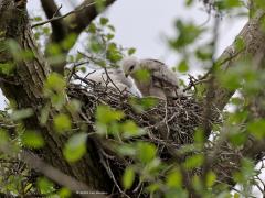 Buizerd  20210520  Zundert