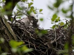 Buizerd  20210520  Zundert