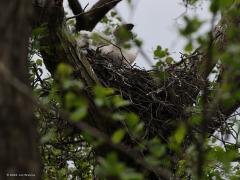 Buizerd  20210520  Zundert