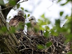 Buizerd  20210528  Zundert