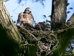 Buizerd  20210617  En weer een week later. Nu zeker vier weken oud. En natuurlijk hebben ze me gezien want voor hen telt afstand bijna niet. Hun ogen zijn immers veeel beter dan mijn 500 mm lens.