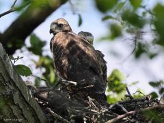 Buizerd  20210608  Zundert