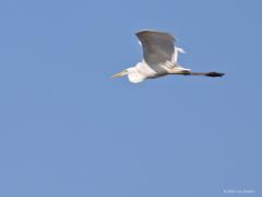 Grote zilverreiger  20210531  Zouweboezem