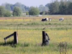 Grutto  20210619  Leuk zo'n grutto. Maar zeker zo leuk zijn die kleurige weilanden vol bloemen. Wat zijn die weken eind mei begin juni toch mooi, op voorwaarde dat de grond lekker vochtig is. Het Zuid-Hollands Landschap heeft dat hier goed voor elkaar in het natuurgebied De Zouweboezem. Daar is een wandeling zeer de moeite waard. Zeker ook voor de vogelliefhebber want er zijn enkele speciale soorten te vinden.