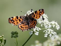 Landkaartje  20210531  Zouweboezem