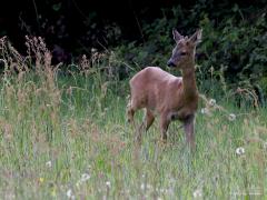 Ree  20210529  Altijd leuk om op je wandeling groot wild tegen te komen. Vooral als jezelf die mooie beesten eerder in de gaten hebt dan zij jou. Ik kon enkele foto's maken voordat ze me in de gaten kregen.