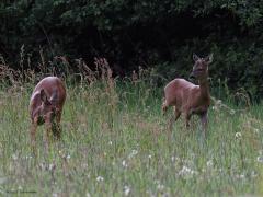 Ree  20210529  Altijd leuk om op je wandeling groot wild tegen te komen. Vooral als jezelf die mooie beesten eerder in de gaten hebt dan zij jou. Ik kon enkele foto's maken voordat ze me in de gaten kregen.