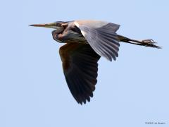 Purperreiger  20210610  De grote zilverreiger mag dan geen enkele kleur vertonen, de purperreiger toont het tegendeel. Volop kleuren te zien in het verenkleed. Het zwarte streepje van snavelbasis richting oorstreek vind ik grappig; geeft dat de vogel een soort glimlach mee? Het moet een hoop energie schelen die hals en kop zo tegen de schouder gedrukt. Dat moet toch een stuk makkelijker zijn dan zo'n lange nek steeds in de vlucht gestrekt te moeten houden? Ik fotografeerde deze mooie reiger op de laatste da