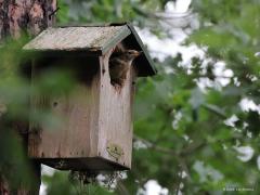 Gekraagde Roodstaart  20210702  Het is geen toeval dat dit stelletje gekraagde roodstaarten zijn gaan broeden in een deels gemold nestkastje. Waarschijnlijk heeft een grote bonte specht het kleinere nestgat groter gehakt. Dat grotere valt nu net in de smaak van deze roodstaarten. Het liefst hebben ze een nestkast met de binnenmaten 12x12x25 en een ovale invliegopening van ca. 3 cm breed en 4,5 cm lang. Maar ook half open kastjes c.q. bakjes zijn in trek. Belangrijk is een vrije aanvliegroute 