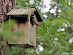 Gekraagde Roodstaart  20210702  Het is geen toeval dat dit stelletje gekraagde roodstaarten zijn gaan broeden in een deels gemold nestkastje. Waarschijnlijk heeft een grote bonte specht het kleinere nestgat groter gehakt. Dat grotere valt nu net in de smaak van deze roodstaarten. Het liefst hebben ze een nestkast met de binnenmaten 12x12x25 en een ovale invliegopening van ca. 3 cm breed en 4,5 cm lang. Maar ook half open kastjes c.q. bakjes zijn in trek. Belangrijk is een vrije aanvliegroute 