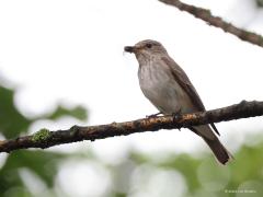 Grauwe vliegenvanger  20210524  Ik mocht langs komen bij een familie met een groot natuurhart en een prachtige tuin c.q. erf. Volop bloemen, heggen en struiken. Volop vogels en insecten. Geen toeval dat daar een paartje grauwe vliegenvangers een gezinnetje had gesticht. Het gaat slecht met deze mooie soort. Vanaf 1980 tot 2010 ging zeker 50% van de populatie verloren. De laatste tien jaar blijven de aantallen een beetje gelijk.