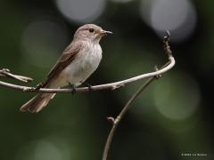 Grauwe vliegenvanger  20210525  Er zijn meerdere vliegenvangers maar deze grauwe is de enige uit het geslacht Muscicapa die in Europa voor komt. Echte zomergasten zijn het die pas vrij laat in onze zomer arriveren. Ze broeden best graag in de buurt van mensen. Zijn ook niet zo schuw, zijn niet de moeilijkste om te fotograferen omdat ze bovendien vaak vaste aanvliegpatroontjes hebben. Deze ouder is bijna klaar met het eerste succesvolle legsel van vier kleuters. Eind juli kunnen ze bezig zijn met de