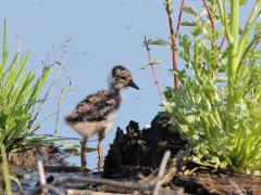 Kievit  20210707  Lang leve het voorjaar; zonder voorjaar geen nieuw leven; zonder nieuw leven geen lang leven. Een kievit is eigenlijk een echte weidevogel maar ze zoeken steeds meer alternatieve leefplekken. Een drassige waterkant is ook een prima plek om je kleintjes groot te brengen. Die kleintjes zijn echte nestvlieders, eenmaal uit het ei trekken ze meteen de omgeving in. Op zoek naar insecten, naar eiwitten waarvan ze zo goed groeien. Zonder die insecten worden ze niet gezond groot. Hier bij