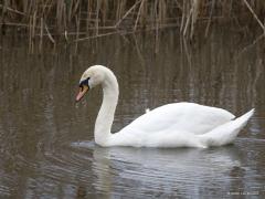 Knobbelzwaan  20210415  Klein Zundert Kleine beek