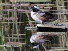 Kokardezaagbek  20210528  Dit jaar was in de Zouweboezem naast de witvleugelstern nog een heel bijzondere soort aanwezig. De dwaalgast kokardezaagbek was namelijk daar aanwezig in juni. Je kunt de zaagtandjes aan de bek herkennen. De kokardezaagbek, ook wel kuifzaagbek genoemd, is een Noord-Amerikaanse soort. Zij leven van vis, die wordt gevangen door vanaf het wateroppervlak onder water te duiken. De kokardezaagbek is een trekvogel maar de soort wordt ook wel gehouden in gevangenschap. Het zou