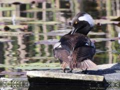 Kokardezaagbek  20210528  Dit jaar was in de Zouweboezem naast de witvleugelstern nog een heel bijzondere soort aanwezig. De dwaalgast kokardezaagbek was namelijk daar aanwezig in juni. Je kunt de zaagtandjes aan de bek herkennen. De kokardezaagbek, ook wel kuifzaagbek genoemd, is een Noord-Amerikaanse soort. Zij leven van vis, die wordt gevangen door vanaf het wateroppervlak onder water te duiken. De kokardezaagbek is een trekvogel maar de soort wordt ook wel gehouden in gevangenschap. Het zou