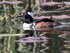 Kokardezaagbek  20210528  Dit jaar was in de Zouweboezem naast de witvleugelstern nog een heel bijzondere soort aanwezig. De dwaalgast kokardezaagbek was namelijk daar aanwezig in juni. Je kunt de zaagtandjes aan de bek herkennen. De kokardezaagbek, ook wel kuifzaagbek genoemd, is een Noord-Amerikaanse soort. Zij leven van vis, die wordt gevangen door vanaf het wateroppervlak onder water te duiken. De kokardezaagbek is een trekvogel maar de soort wordt ook wel gehouden in gevangenschap. Het zou